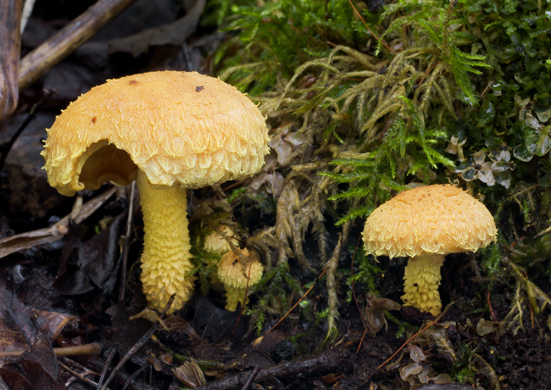 Pholiota flammans